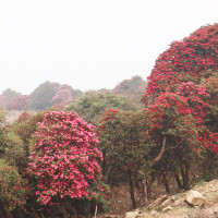 वामपन्थी एक भएमात्र देश विकास हुन्छः महासचिव गुरुङ