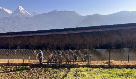 गाई संरक्षण गर्न मालिकामा गौशाला