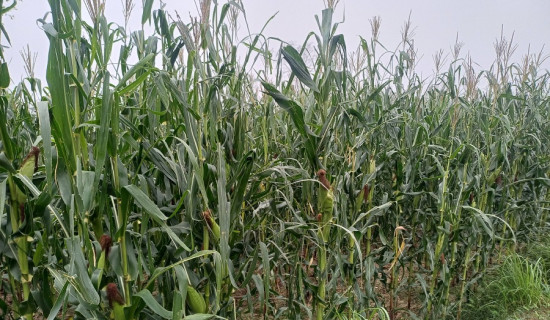 एक वर्षमा एकसय जनाभन्दा बढीको अकालमा मृत्यु