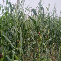 फागुन २१ को निर्वाचनका लागि १२० दलको निवेदन