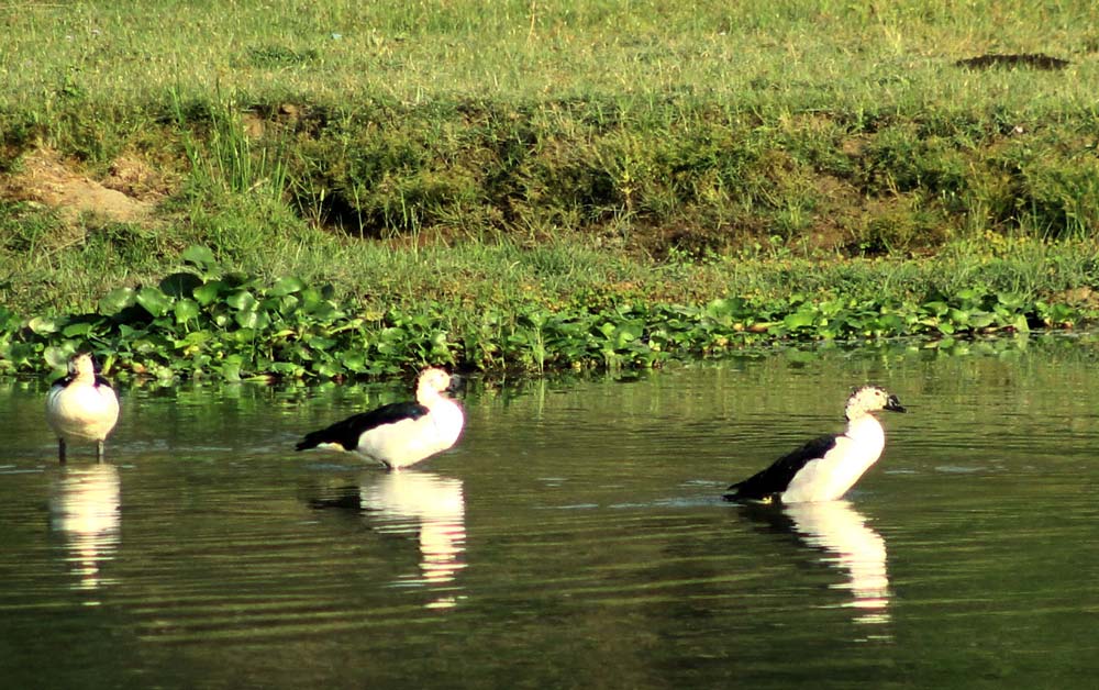 नकटाको क्रीडास्थल बन्यो मोहना नदी