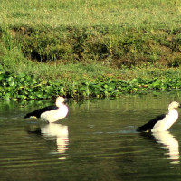 सप्तरीमा १२ हजार ६५८ जना नयाँ मतदाता थपिए