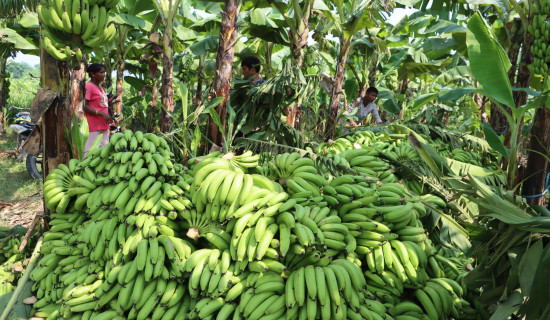 बिमा नहुँदा केरा किसान चिन्तित