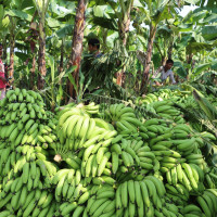 प्लास्टिक टनेल र बीउ पाएपछि महिला उत्साही