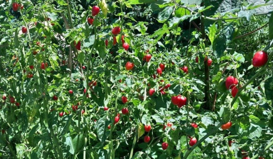 अकबरे खुर्सानी खेतीमा किसानलाई सहयोग