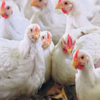 होलीले समुदायबीच सद्भाव र मेलमिलाप बढाउँछ : मुख्यमन्त्री यादव