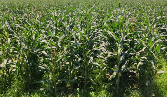 धार्मिक पर्यटनको गन्तव्य महाराजाथान