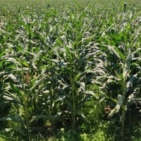 ‘समस्या व्यवस्थापन नहुँदा हिंसाको रुप लिन्छ’