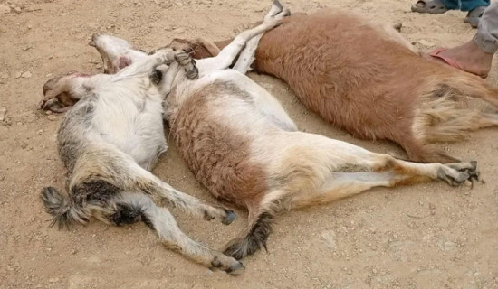 बैतडीमा बाघको आतङ्क बढ्दो, स्थानीय त्रसित