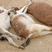 बैतडीमा बाघको आतङ्क बढ्दो, स्थानीय त्रसित