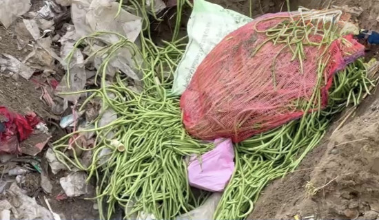 बोडीमा अत्याधिक विषादी फेला, १५० केजी बोडी नष्ट