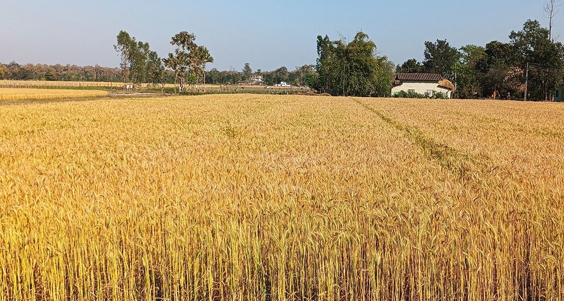 वर्षाले गहुँबाली भिज्दा चिन्तित किसान