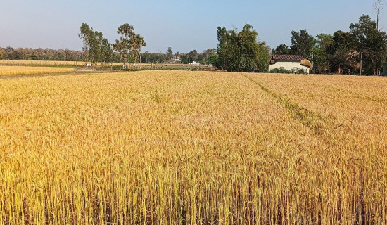 वर्षाले गहुँबाली भिज्दा चिन्तित किसान
