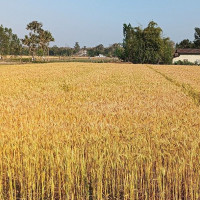 भीरबाट खसेर महिलाको मृत्यु