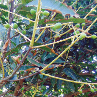 त्रिवेणी बजार