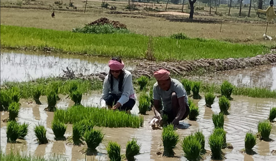 छोटो अवधिमा उत्पादन हुने धानको परीक्षण सुरु