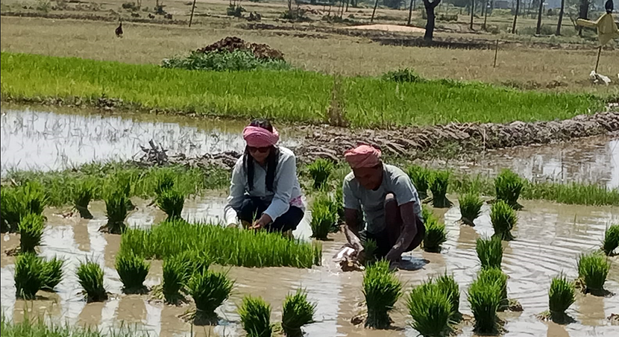 छोटो अवधिमा उत्पादन हुने धानको परीक्षण सुरु