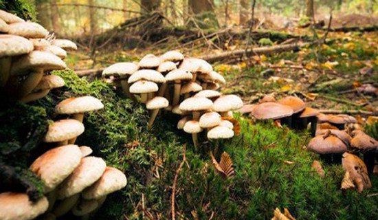 जंगली च्याउ खाँदा चार जना बिरामी