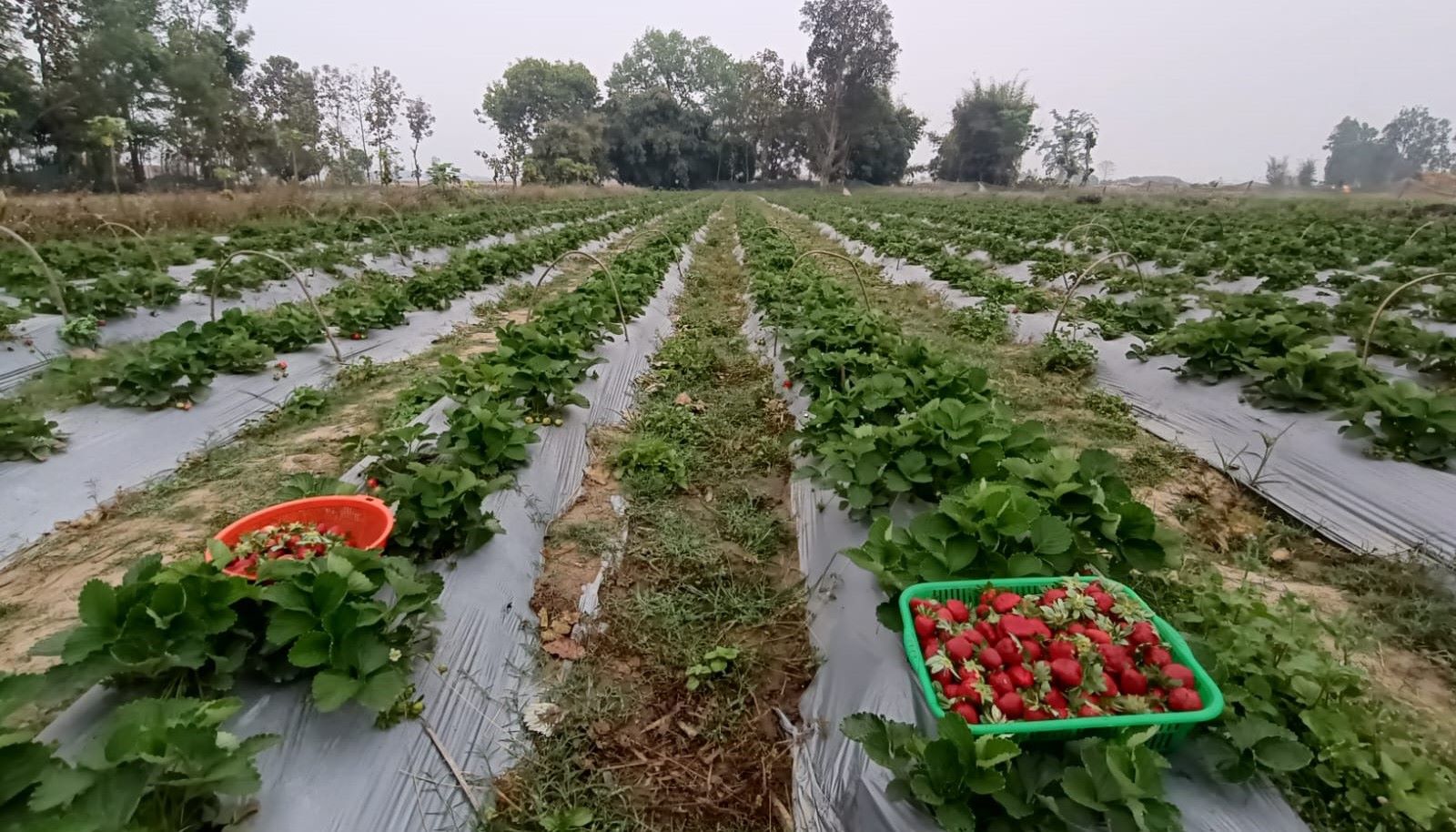 कृषि अध्ययन गरेर स्ट्रबेरी खेतीमा रमाउँदै युवा