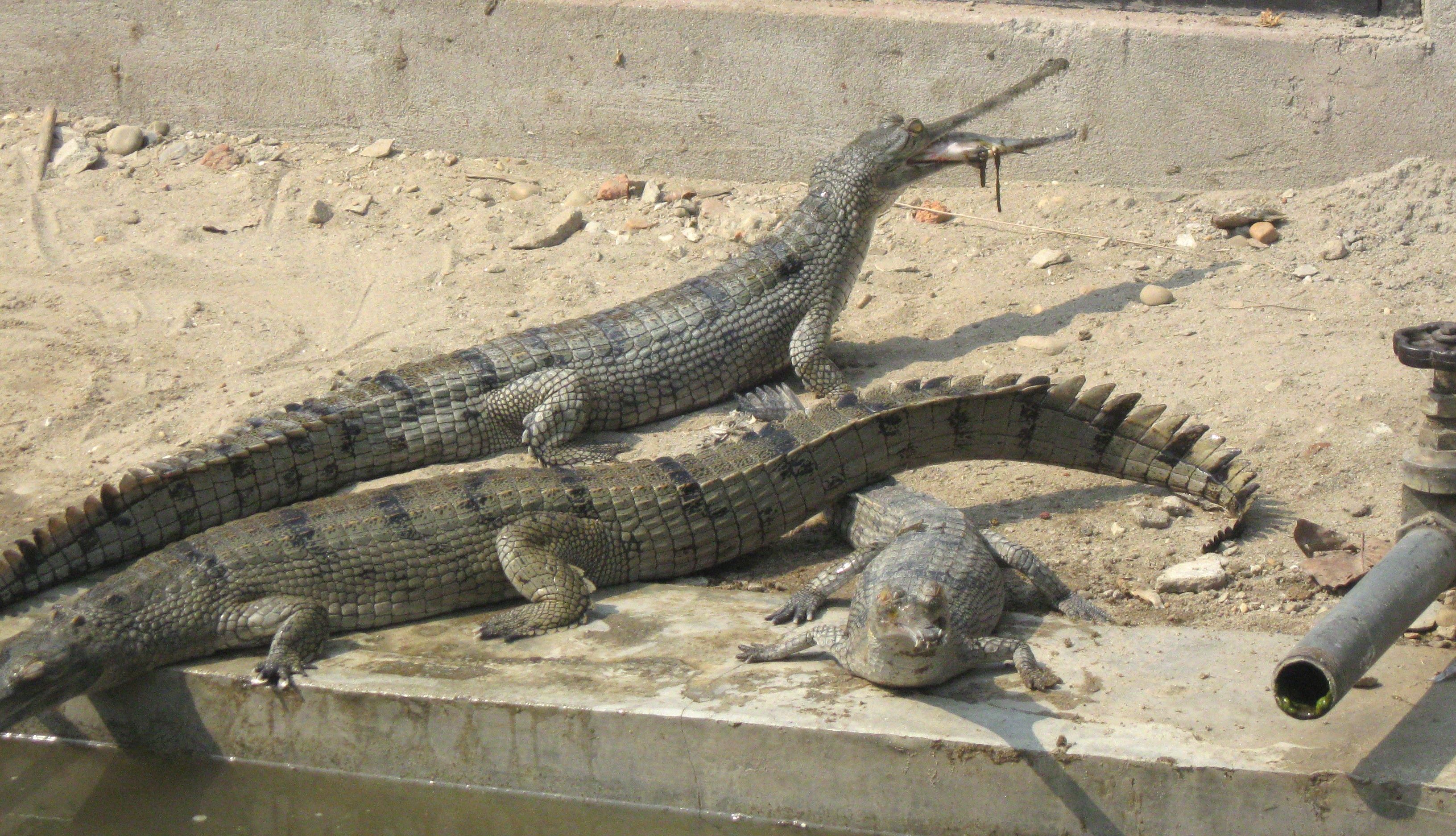 राप्तीमा घडियालको गुँड खोज्दै निकुञ्ज