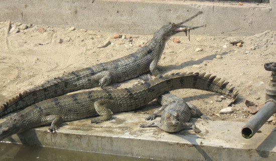 फुर्के र खोयाहाँस नेपाल विचरणमा