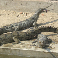 विपक्षी गढमा आफ्नो पहुँच परीक्षण गर्दै प्रधानमन्त्री मोदीको पार्टी