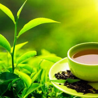 हुम्लामा शतप्रतिशत रोपाइँ