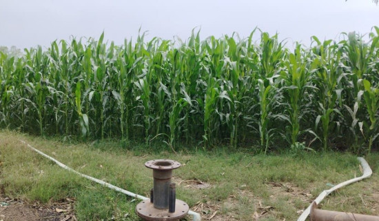 नागरिक एपमा सेवा विस्तार, एक हप्ताभित्र थप सुविधा आउने