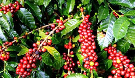 आर्थिक उपार्जनका लागि कफी खेती अभियान