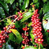 कोशीमा प्रदेश मन्त्रीको घरमा डोजर