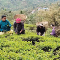 चियाको समर्थन मूल्य तोक्न आग्रह