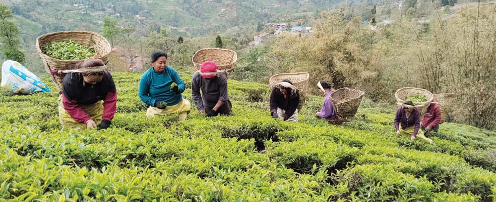 चियाको समर्थन मूल्य तोक्न आग्रह