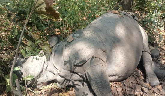 सेनाको गोली लागि गैँडा मर्‍यो
