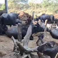 ‘साहित्यिक पठनशैली लोकप्रिय’