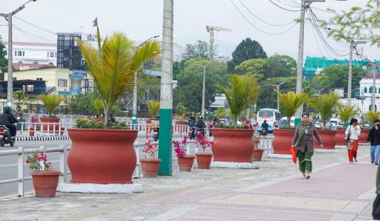 सहर सुन्दर बनाउन काठमाडौँ महानगरले सडक किनारामा गमलामा फूल रोप्दै