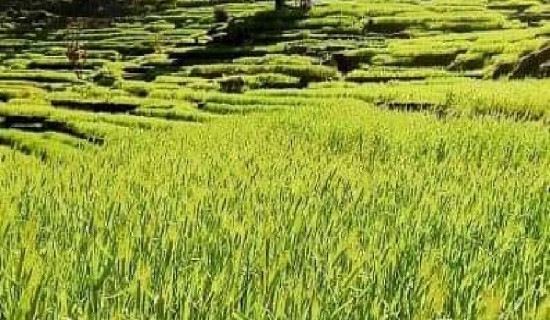 सिँचाइ सुविधा पुगेसँगै लगाएको गहुँबाली