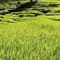 छोरी दिन नै मान्दैनथे