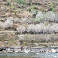 कम्युनिष्ट दलहरूको समाजवादी धारा निर्माण गर्ने पक्षमा छौँ : अध्यक्ष भट्टराई