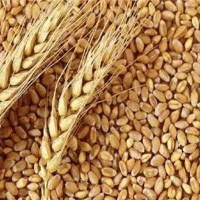 खो खोले दिएको खुसी