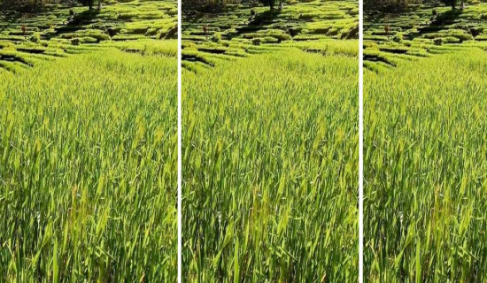 पानी परे खेती, नपरे बाँझो