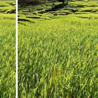 ‘राम नाम सत्य’ को सुखद ‘ओपनिङ’