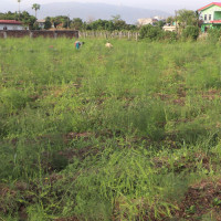 गोलभेँडा राख्न छैन चिस्यान केन्द्र