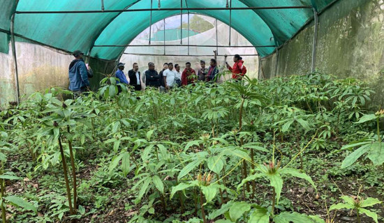 मर्स्याङ्दीका किसान सतुवा खेतीमा