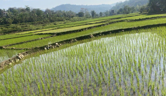 छापियो मतपत्र