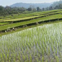 जैमिनीमा महिला स्वास्थ्य स्वयंसेविकाको सम्मेलन