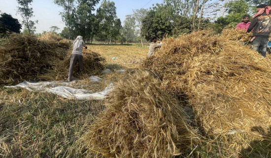 महोत्तरीमा चैते बाली भित्र्याउने चटारो