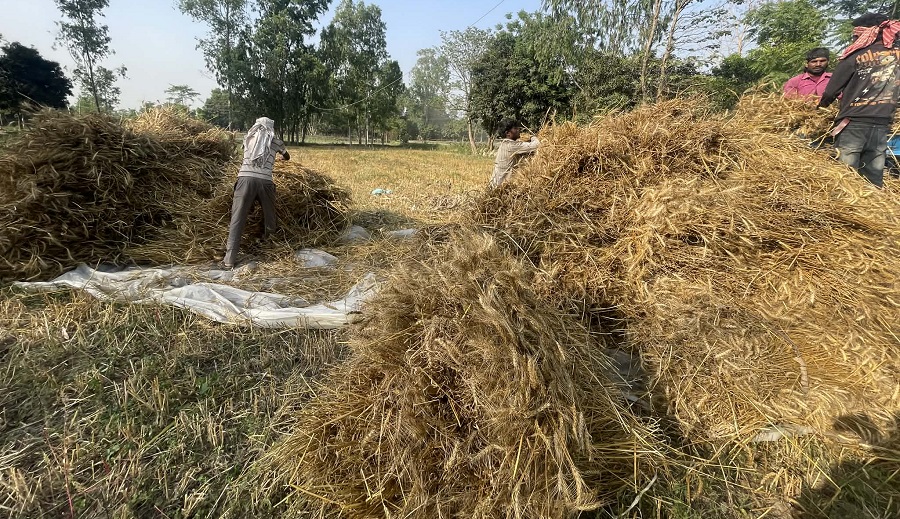 महोत्तरीमा चैते बाली भित्र्याउने चटारो