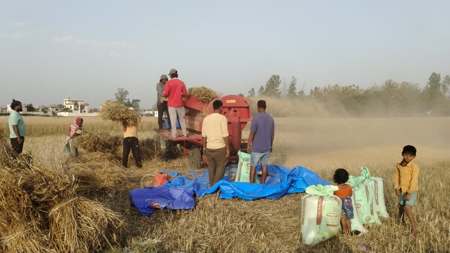 बाँकेमा गहुँ काट्न सुरु, किसानलाई बाली भित्र्याउने चटारो