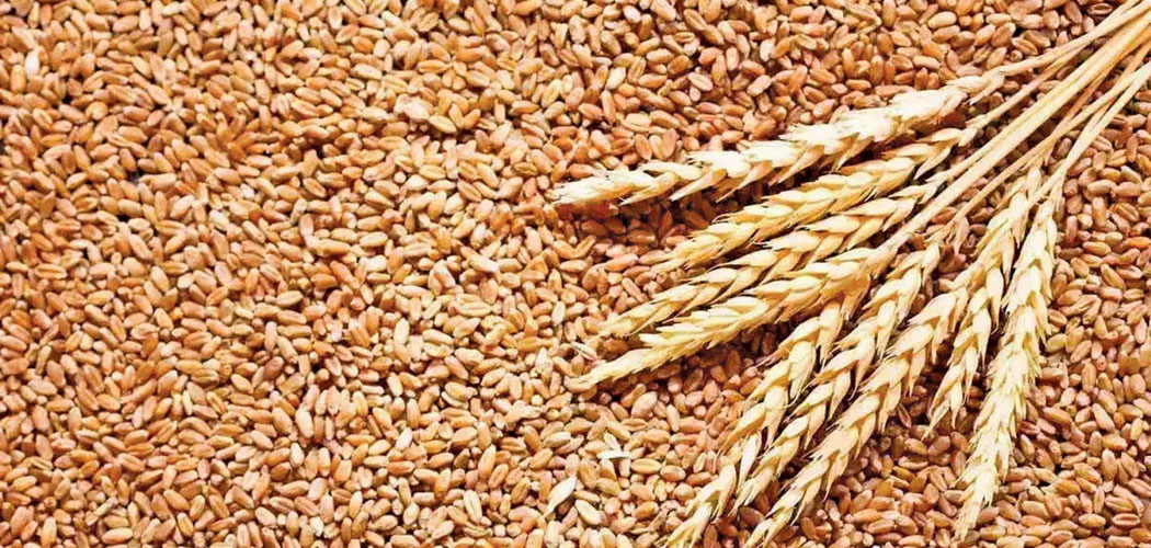 गहुँको उत्पादन लागत बढ्यो ,समर्थन मूल्यले लागत उठेन