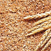 राजनीतिक दल चुनावी दौडधुपमा, किसान गहुँ काट्न खेतमा